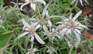 華火絨草 華火絨草