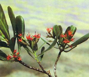 裸果木(luoguomu)Gymnocarpos przewalskii Maxim.石竹科 CAPYOPHYLLACEAE