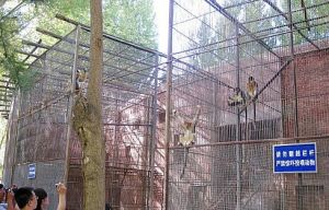 神州荒漠野生動物園裡的金絲猴