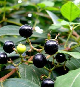 複葉葡萄葉 複葉葡萄葉