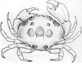 紅斑瓢蟹 紅斑瓢蟹