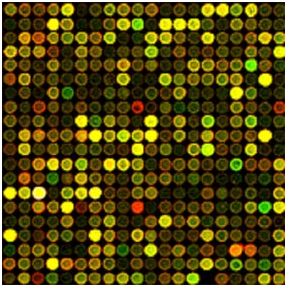 基因晶片實驗結果 每一個點為一個基因