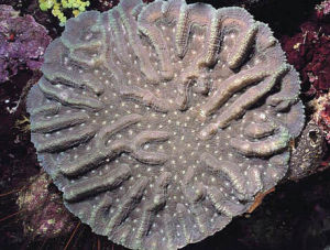 河谷腦珊瑚