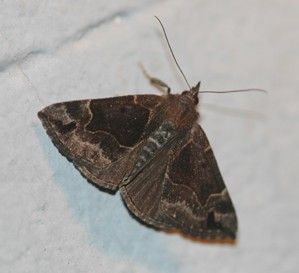 陰卜夜蛾 陰卜夜蛾