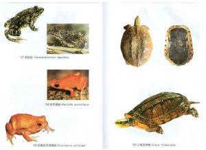 安通吉爾灣姬蛙 安通吉爾灣姬蛙