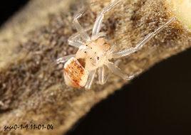 小微蟹蛛 小微蟹蛛