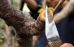 嫁接方法 嫁接方法