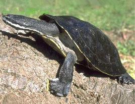 巨型側頸龜 巨型側頸龜