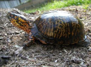 卡來羅納箱龜 卡來羅納箱龜