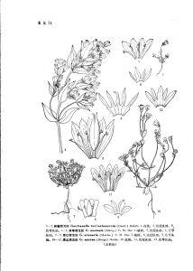 異萼假龍膽 異萼假龍膽