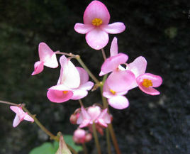 少花老鸛草(變種) 少花老鸛草(變種)