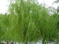 絨毛長穗柳