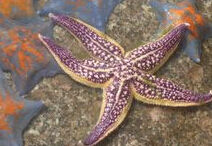 海星