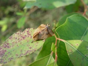 白裙赭夜蛾成蟲