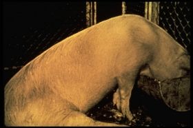 豬維生素A缺乏症