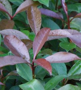 厚葉茶梨 厚葉茶梨