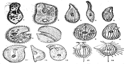 腎形豆形蟲 腎形豆形蟲