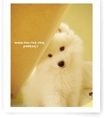 無賴皇上之就要拐你來愛朕小說封面圖片