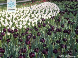 鬱金香屬 鬱金香屬