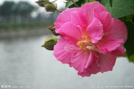 芙蓉[錦葵科植物]