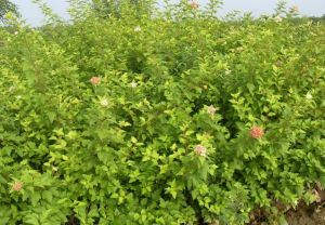 康松小檗 康松小檗