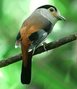 銀胸絲冠鳥 銀胸絲冠鳥