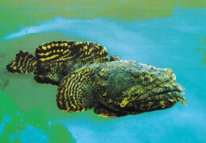 毒棘豹蟾魚 毒棘豹蟾魚