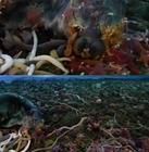 紐形動物門 紐形動物門