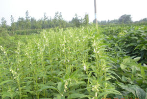 漯芝16號 漯芝16號