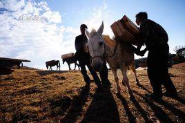 茶馬古道馬幫 茶馬古道馬幫