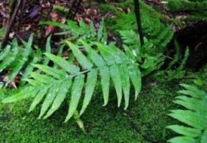 厚毛節肢蕨 厚毛節肢蕨