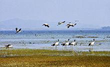 草海[貴州省威寧縣草海]