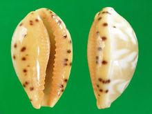 箭頭寶螺（上海岡瓦納自然網）