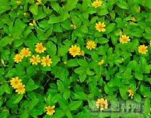 南美蟛蜞菊 南美蟛蜞菊