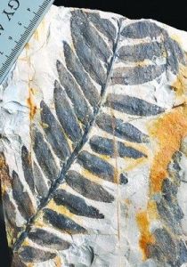 植物龐貝城中的瓢葉類擬齒葉化石
