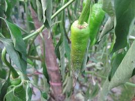 辣椒晚疫病 辣椒晚疫病