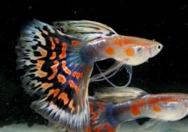 馬賽克孔雀魚 馬賽克孔雀魚