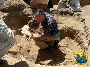 一頭3500年前埋於耶拉孔波利斯古城的母牛及牛犢的骨骼