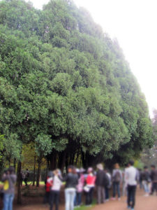 大鱗肖楠 大鱗肖楠