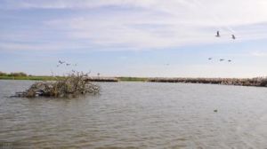 塞內加爾朱迪鳥類國家公園 塞內加爾朱迪鳥類國家公園