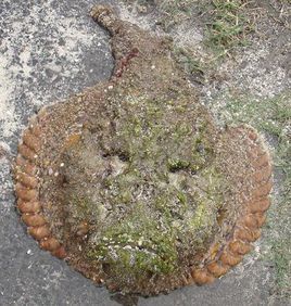 玫瑰毒鮋 玫瑰毒鮋