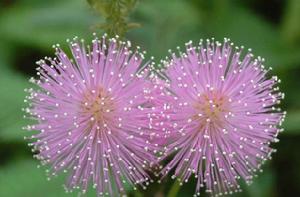 含羞花節 含羞花節