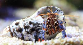 藍腳寄居蟹 藍腳寄居蟹