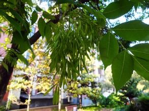 美國紅梣 美國紅梣