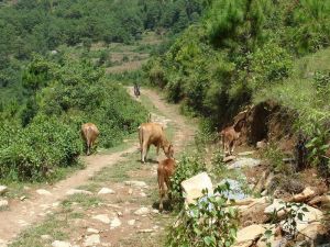 石花自然村 石花自然村