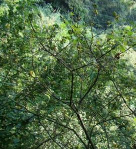 海岸扁擔桿 海岸扁擔桿