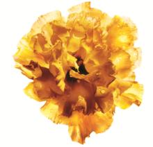 相宜本草山茶花煥活精萃油