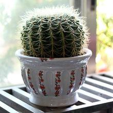 金琥[仙人掌科金琥屬植物]