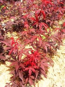 歐羅紅楓三季紅江西綠農實拍