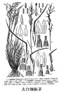 太白細柄茅